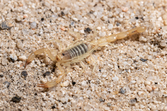 Paruroctonus luteolus