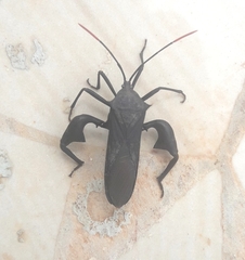 Anoplocnemis curvipes