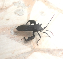 Anoplocnemis curvipes