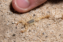 Paruroctonus luteolus