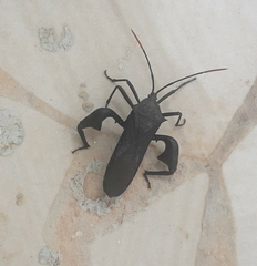 Anoplocnemis curvipes