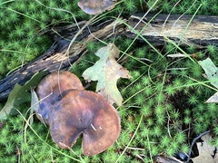 Fungi