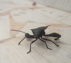 Anoplocnemis curvipes