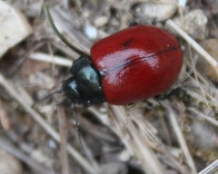 Chrysolina lutea