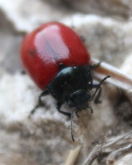 Chrysolina lutea