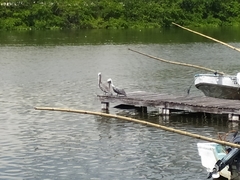 Pelecanus occidentalis