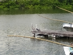Pelecanus occidentalis