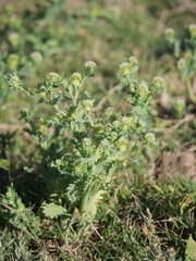 Acicarpha tribuloides