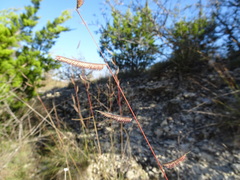 Bouteloua pectinata