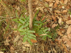 Lygodium reticulatum