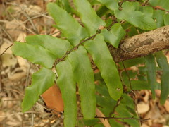 Lygodium reticulatum