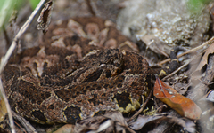 Guatemalan Jumping Pitviper photo 1