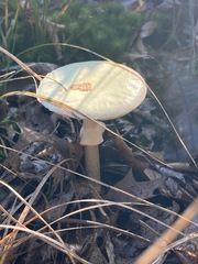 Amanita