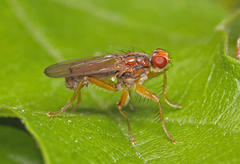 Norellisoma spinimanum