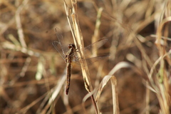 Erythrodiplax basifusca