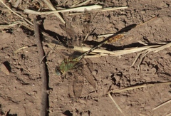 Erpetogomphus crotalinus