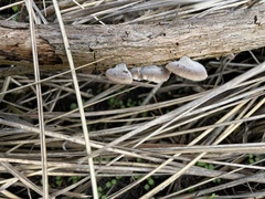 Hohenbuehelia grisea