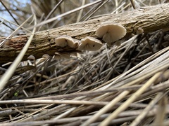 Hohenbuehelia grisea