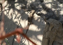 Sceloporus edbelli