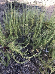 Eriogonum fasciculatum fasciculatum