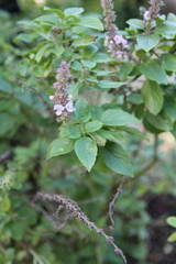 Ocimum kilimandscharicum