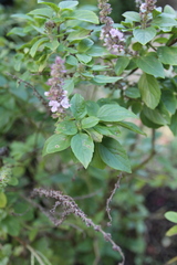 Ocimum kilimandscharicum