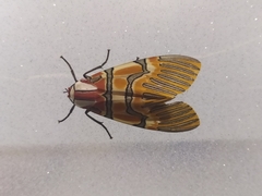 Anaxita decorata