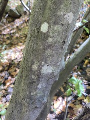 Carpinus caroliniana