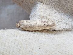 Gonioterma mistrella