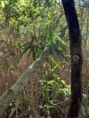 Carpinus caroliniana