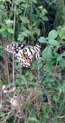 Image of Papilio demoleus