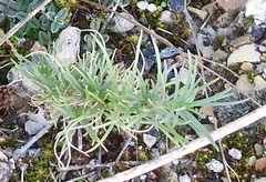 Teucrium pseudochamaepitys