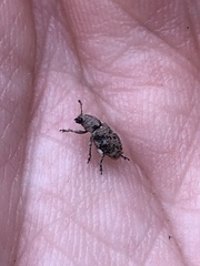 Colecerus marmoratus