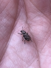 Colecerus marmoratus