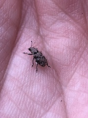 Colecerus marmoratus