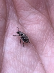 Colecerus marmoratus