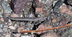 Litaneutria skinneri