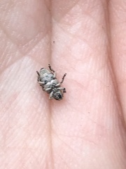 Colecerus marmoratus