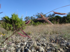 Bouteloua pectinata