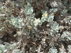Huidobria fruticosa