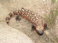 Heloderma suspectum suspectum