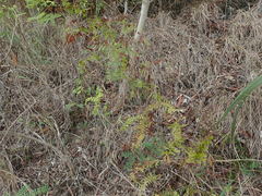 Lygodium reticulatum