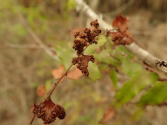 Lygodium reticulatum