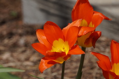 Tulipa gesneriana