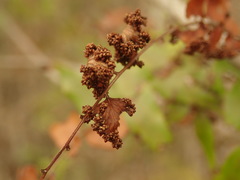 Lygodium reticulatum