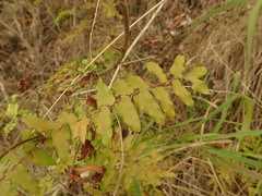 Lygodium reticulatum