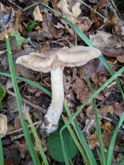 Pluteus cervinus