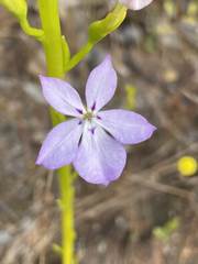 Isotoma hypocrateriformis