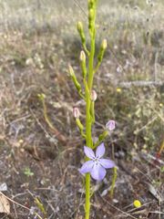 Isotoma hypocrateriformis