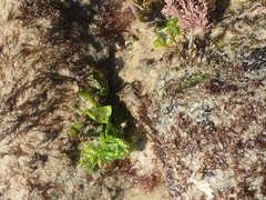 Ulvaceae